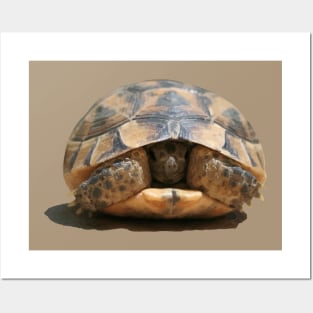 Young Spur Thighed Tortoise Looking Out of Its Shell Cut Out Posters and Art